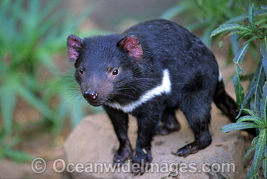 Tasmanian Devil Sarcophilus harrisii photo Tasmanian Devil Sarcophilus harrisii photo