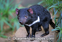 Tasmanian Devil Sarcophilus harrisii Photo - Gary Bell
