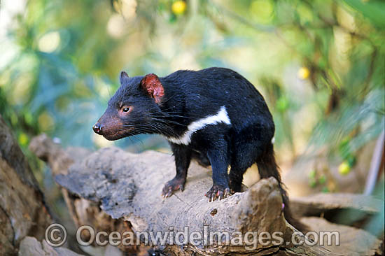 Tasmanian Devil Sarcophilus harrisii photo Tasmanian Devil Sarcophilus harrisii photo