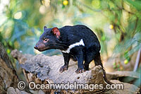 Tasmanian Devil Sarcophilus harrisii Photo - Gary Bell