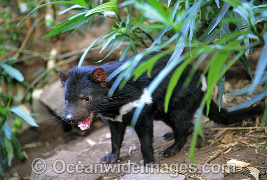 Tasmanian Devil Sarcophilus harrisii photo Tasmanian Devil Sarcophilus harrisii photo