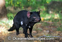 Tasmanian Devil Sarcophilus harrisii Photo - Gary Bell