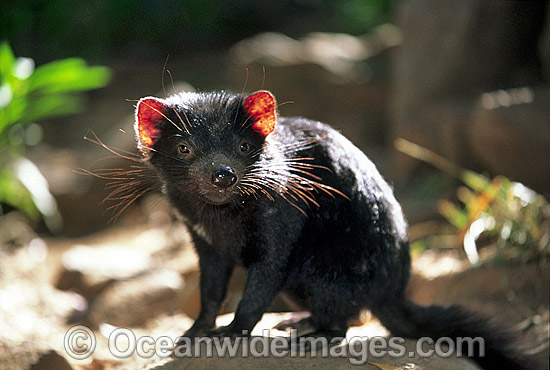 Tasmanian Devil Sarcophilus harrisii photo