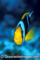 Orange-fin Anemonefish Amphiprion chrysopterus Photo - Gary Bell