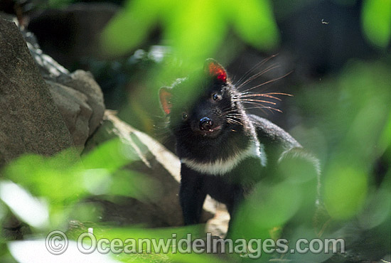 Tasmanian Devil Sarcophilus harrisii photo