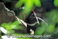 Tasmanian Devil Sarcophilus harrisii Photo - Gary Bell