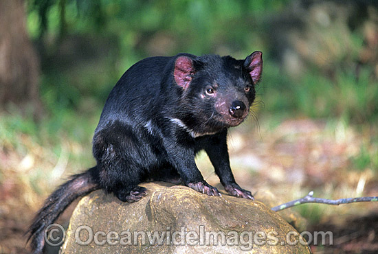 Tasmanian Devil Sarcophilus harrisii photo Tasmanian Devil Sarcophilus harrisii photo