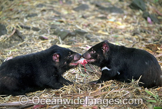 Tasmanian Devils two adults feeding photo