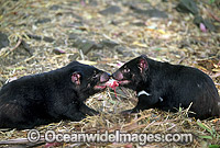 Tasmanian Devils two adults feeding Photo - Gary Bell