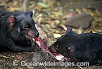 Tasmanian Devils two adults feeding Photo - Gary Bell