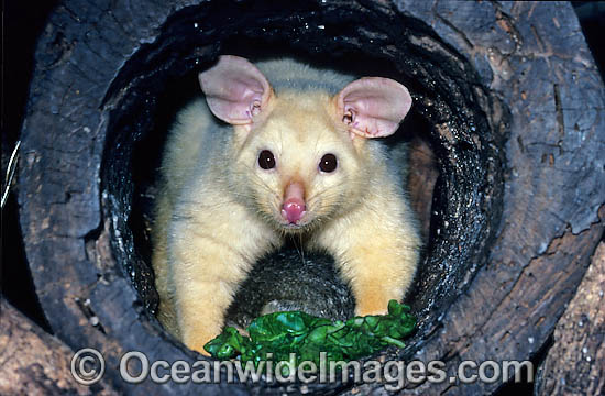 Common Brushtail Possum Trichosurus vulpecula photo Common Brushtail Possum Trichosurus vulpecula photo