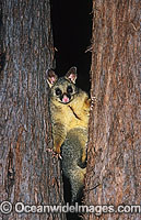 Common Brushtail Possum Photo - Gary Bell