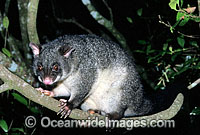Mountain Brushtail Possum Trichosurus caninus Photo - Gary Bell