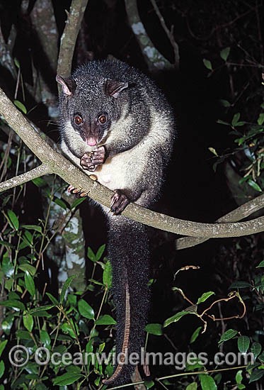 Mountain Brushtail Possum photo