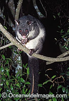 Mountain Brushtail Possum Photo - Gary Bell