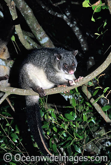 Mountain Brushtail Possum Trichosurus caninus photo