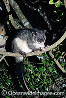 Mountain Brushtail Possum Trichosurus caninus Photo - Gary Bell