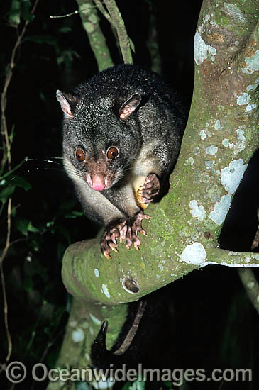 Mountain Brushtail Possum photo
