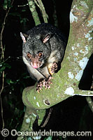 Mountain Brushtail Possum Photo - Gary Bell