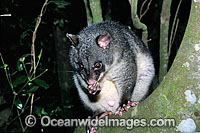 Mountain Brushtail Possum Photo - Gary Bell