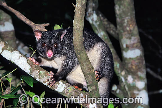Mountain Brushtail Possum Trichosurus caninus photo