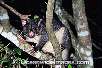 Mountain Brushtail Possum Trichosurus caninus Photo - Gary Bell