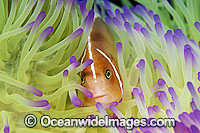 Pink Anemonefish Amphiprion perideraion Photo - Gary Bell