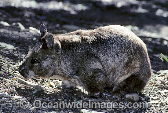 Southern Hairy-nosed Wombat Lasiorhinus latifrons photo