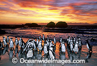 African Penguins Spheniscus demersus Photo - Gary Bell