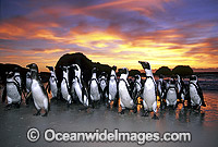 African Penguins Spheniscus demersus Photo - Gary Bell