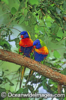 Pair of Rainbow Lorikeets Photo - Gary Bell