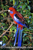 Crimson Rosella Platycercus elegans Photo - Gary Bell