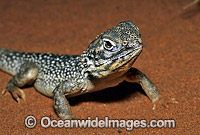 Central Netted Dragon Ctenophorus nuchalis Photo - Gary Bell