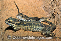 Tawny Dragons Ctenophorus decresii Photo - Gary Bell