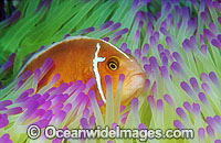 Pink Anemonefish Amphiprion perideraion Photo - Gary Bell