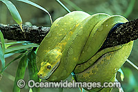 Green Python Photo - Gary Bell