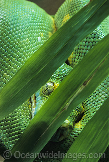 Green Python Morelia viridis photo