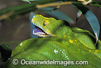 Green Python Photo - Gary Bell