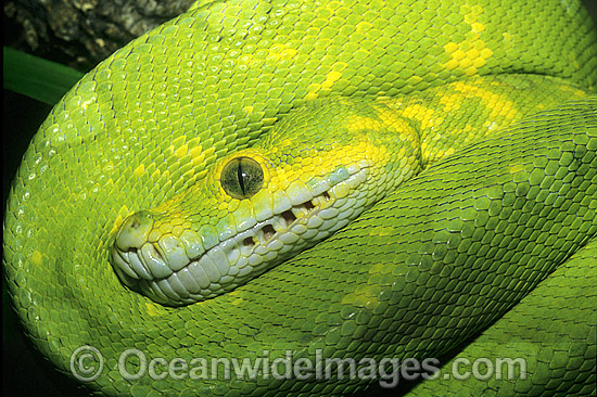 Green Python Morelia viridis photo Green Python Morelia viridis photo
