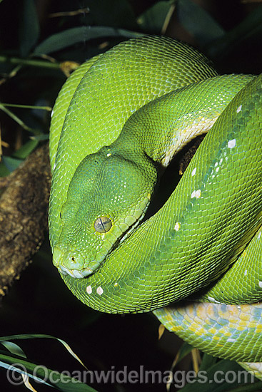 Green Python photo Green Python photo