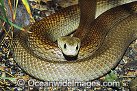 Coastal Taipan Photo - Gary Bell