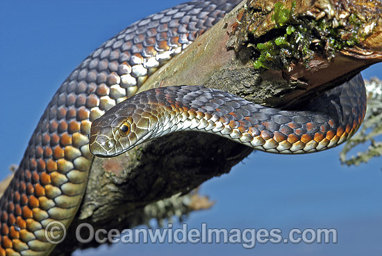 Copperhead Snake Austrelaps superbus photo Copperhead Snake Austrelaps superbus photo