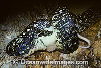 Diamond Python feeding on captured rat Photo - Gary Bell