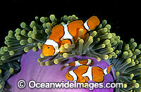 Eastern Anemonefish Photo - Gary Bell