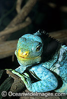 Fijian Crested Iguana Brachylophus vitiensis Photo - Gary Bell