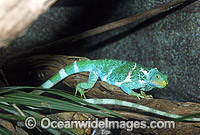 Fijian Crested Iguana Brachylophus vitiensis Photo - Gary Bell