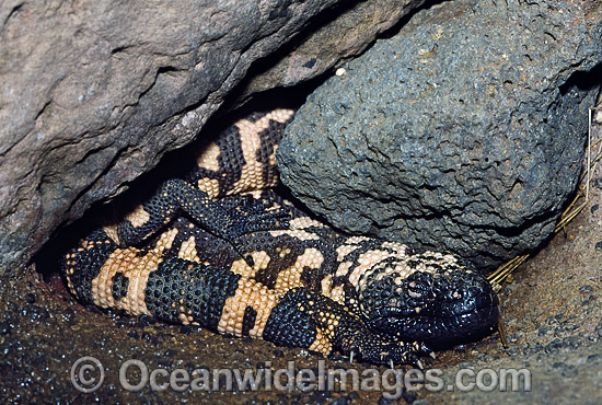 Reticulate Gila Monster Heloderma suspectum photo Reticulate Gila Monster Heloderma suspectum photo