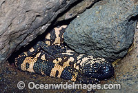 Reticulate Gila Monster Heloderma suspectum Photo - Gary Bell