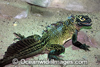 Phillipine Sail-finned Water Dragon Photo - Gary Bell