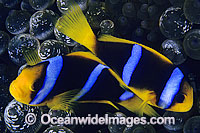 Orange-fin Anemonefish Amphiprion chrysopterus Photo - Gary Bell